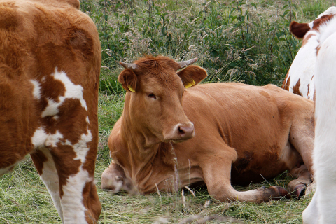 Rinder auf der Weide im Tal; Foto: Ulrike von Dewitz